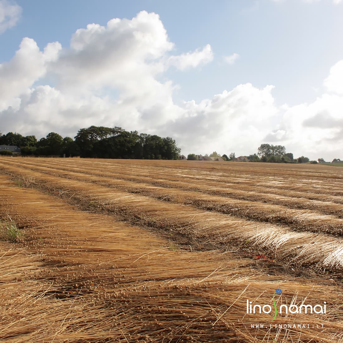 Nurauti, suguldyti linai