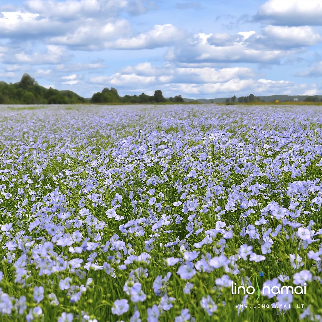 Žydintis linų laukas